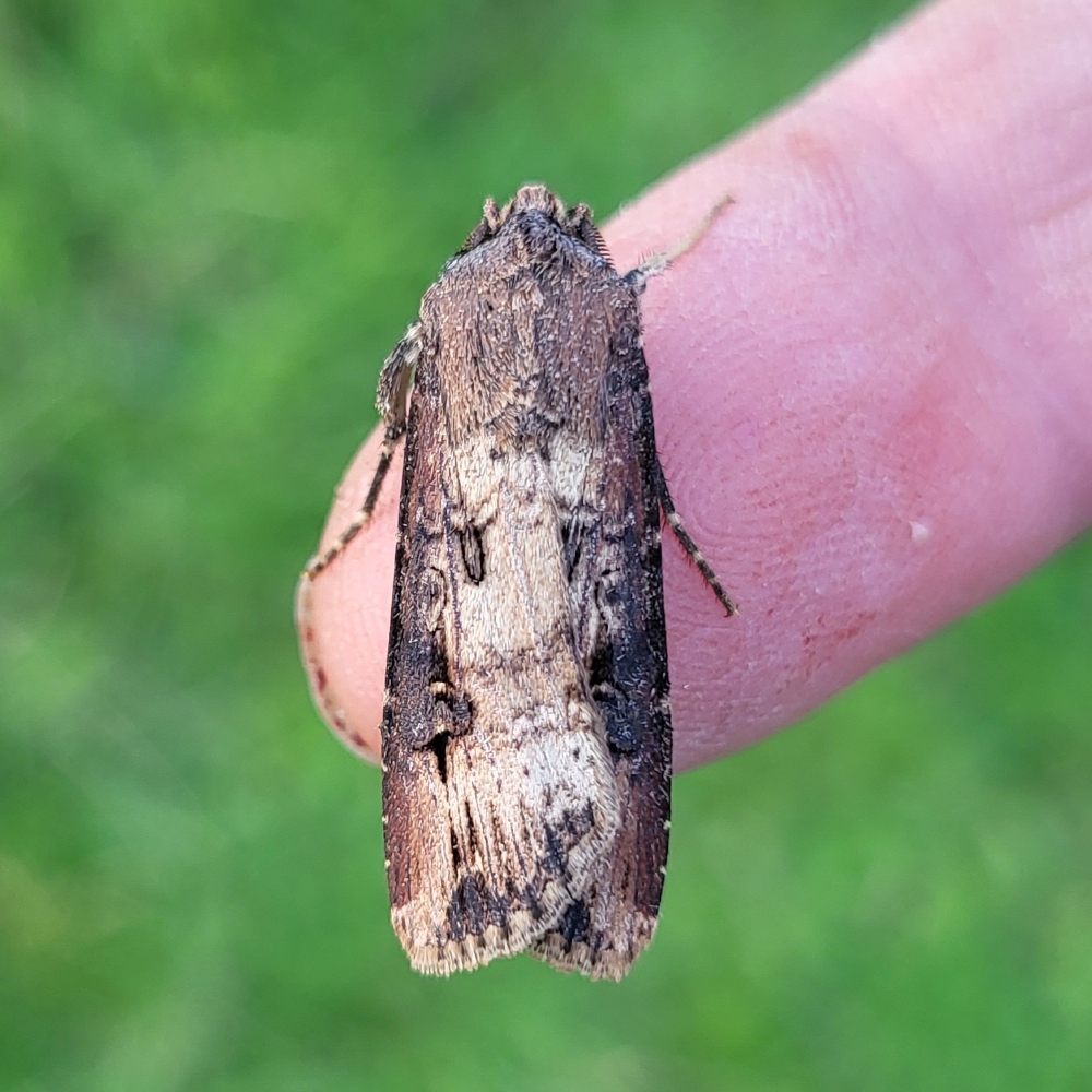 Photo of Dark Sword-grass (Agrotis ipsilon)